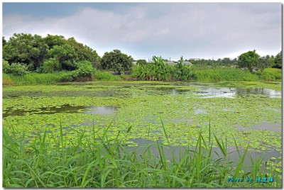 今年6月浮葉植物已遍佈九芎埤塘水面，形成水雉可以利用的棲地 (嘉義縣野鳥學會陳建樺攝)